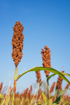 Sorghum or Millet field agent blue sky backgroundの写真素材