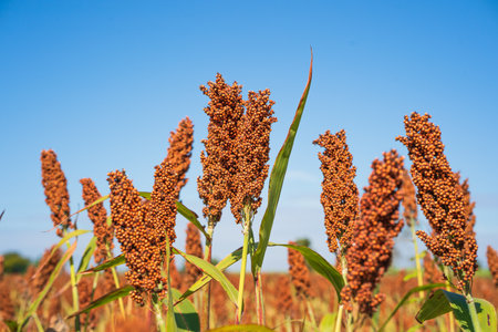 Sorghum or Millet field agent blue sky backgroundの写真素材