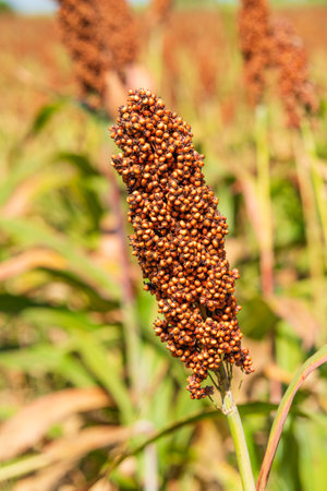 Millet or Sorghum an important cereal crop in field for making porridge or baking bread or brewing beerの写真素材