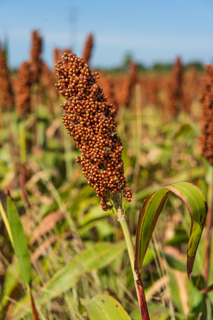 Sorghum or Millet field agent blue sky backgroundの写真素材