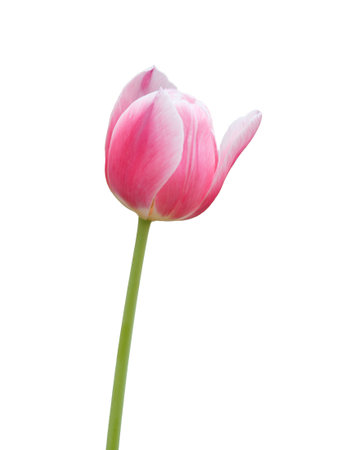 Close up pink tulip flower isolated on white backgroundの写真素材