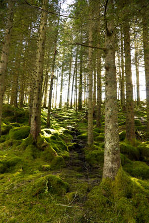 Picture of a green forest with the sun peaking out casing bright lightの写真素材