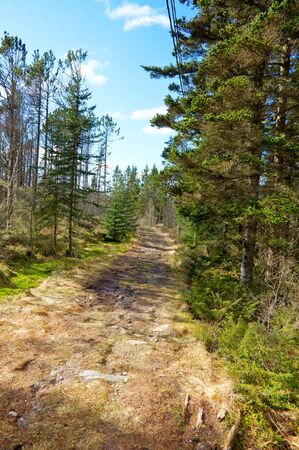 A picture of a muddy road out in a forestの写真素材