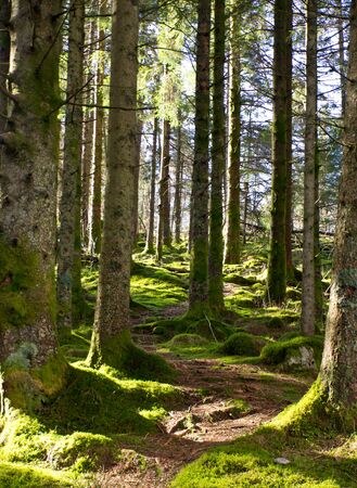 A picture of a pathway around trees in a forestの写真素材