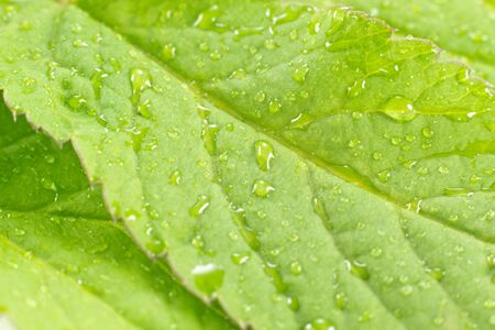 A closeup picture of a green leaf with rain dropsの写真素材