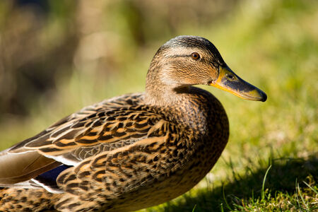 Close up picture of a female duckの写真素材