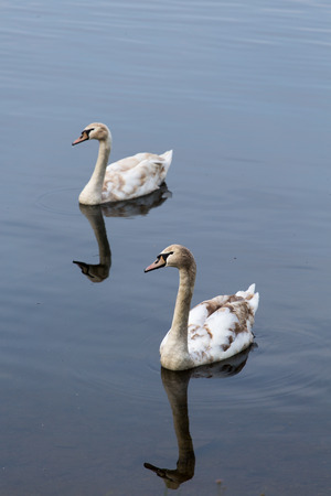 Picture of two young swans swimming togetherの写真素材