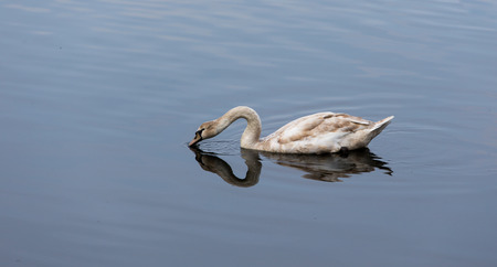 Picture of a young swan drinking waterの写真素材