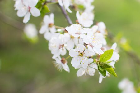 Blooming cherry branch on a tree. blooming gardensの写真素材