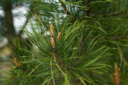 Pine branchesの写真素材