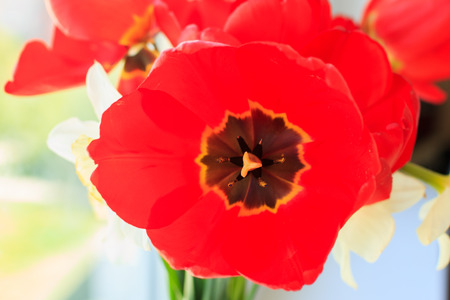 Red tulips with pestleの写真素材