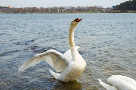 Swan floating on the lakeの写真素材