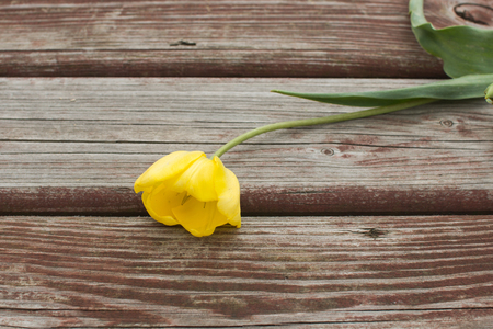 Torn yellow tulip lying on a shabby wood plank.の写真素材