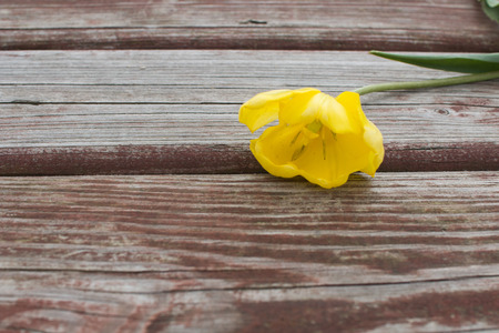 Torn yellow tulip lying on a shabby wood plank.の写真素材