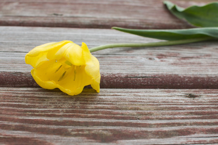 Torn yellow tulip lying on a shabby wood plank.の写真素材