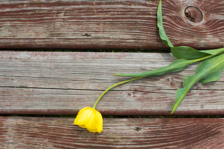 Torn yellow tulip lying on a shabby wood plank.の写真素材