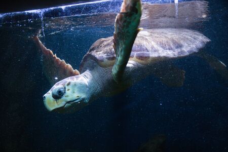 big turtle swimming in an aquariumの写真素材