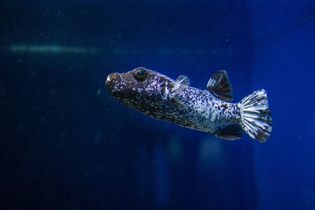 Fish swimming in an aquariumの写真素材