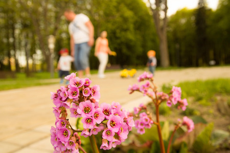 Flower in the park and family walks on the backgroundの写真素材