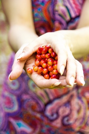 Red rowan in the hands of a girl in the woodsの写真素材