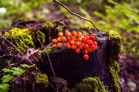 Red rowan lies on a stump with moss in the forestの写真素材