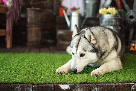 husky dogの写真素材