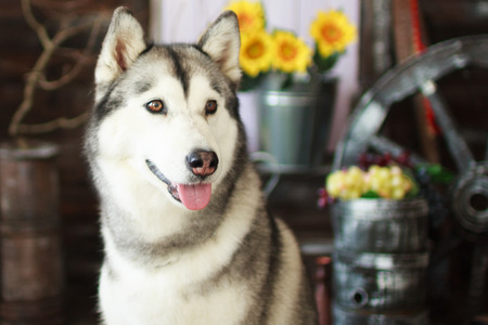 husky dogの写真素材