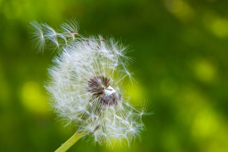 dandelion on the green grass backgroundの写真素材