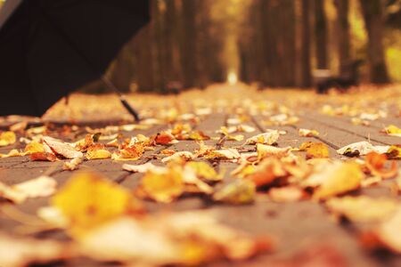 umbrella with an autumn leaf in the alley in the parkの写真素材