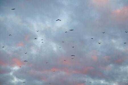 a flock of birds flying in the skyの写真素材