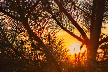 silhouette of branches of spruce on sunset close