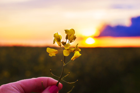 the sun at sunset through a flower. girl's hand holding a colza