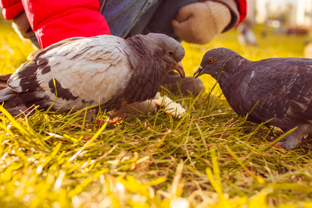 child feeding pigeons in the streetの写真素材