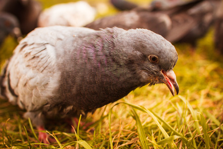 pigeon eats grass closed.の写真素材