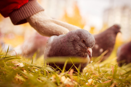 pigeon eats grass closed.の写真素材