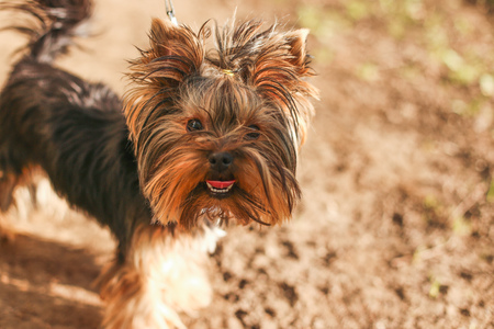 Yorkshire terrier dog walking outdoorの写真素材