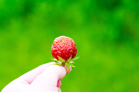 Strawberry in hand on a green backgroundの写真素材