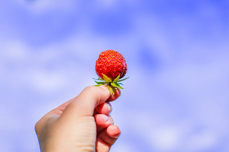 Strawberry in hand against the skyの写真素材