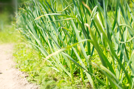 Garden onion in the garden. Onions grow on the bedの写真素材