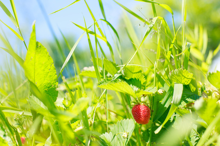 Strawberries grow on the bed. A bush of a strawberryの写真素材