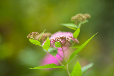 Flower close-up. Flower on a green backgroundの写真素材