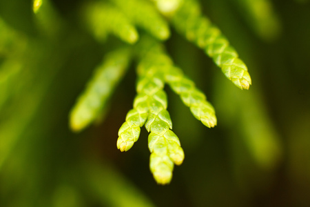 fir branch close. pine branchesの写真素材