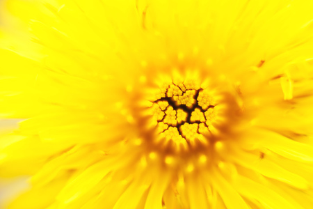 flower dandelion. macro photo. Yellow background. wallpaper.の写真素材