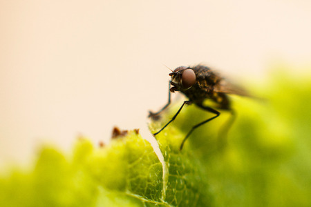 fly fly closeup. a fly on a leafの写真素材