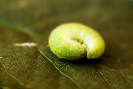 green caterpillar on leafの写真素材