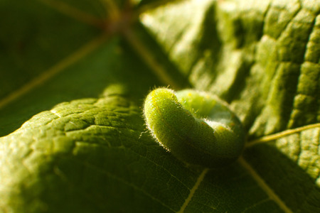 green caterpillar on leafの写真素材