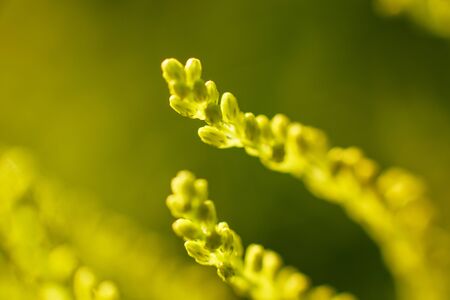 branch of a plant close-up on a green backgroundの写真素材