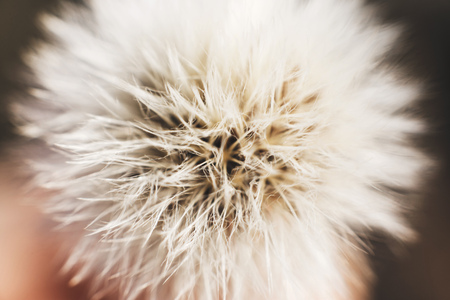 dandelion with parachutes close-up. background . dandelion in bloomの写真素材