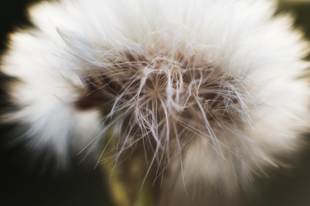 dandelion with parachutes close-up. background . dandelion in bloomの写真素材