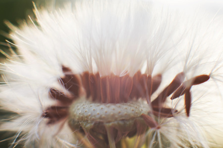 dandelion with flying seeds. dandelion parachute close-up. の写真素材
